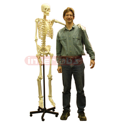 Interlab? Model Skeleton Human, Natural Size